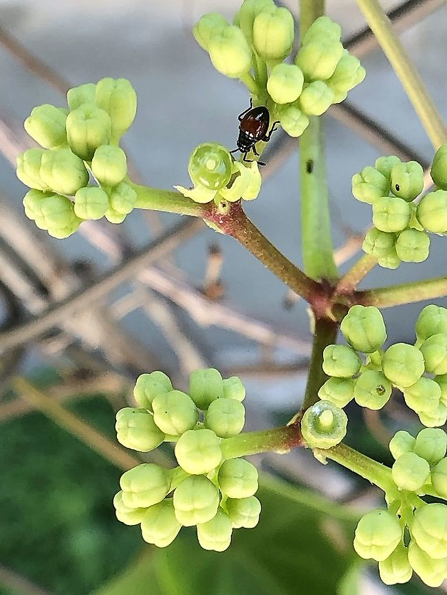 Largus maculatus nymph - Mexican Border Plant Bug This has a dark red square patch on back met by black to the end of the abdomen.  I think it&#039;s a less mature nymph that I have previously posted. Could it be a beetle? Geotagged,Largus maculatus,Spring,United States
