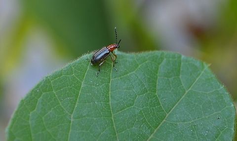 Oulema variabilis Leaf Beetle Oulema variabilis  https://bugguide.net/node/view/196989/bgpage Fall,Geotagged,Oulema variabilis,United States
