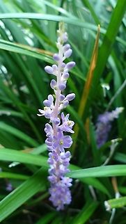 liriope  Liriope muscari,Liriope muscari (Lilyturf)