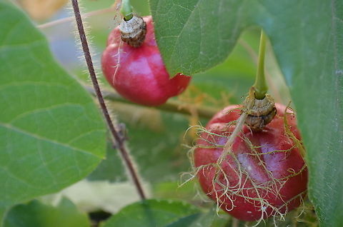 Passion Flower Fruit - Passiflora edulis We love having this vine. It attracts of a lot of bees, bugs and insects. We eat the tiny seeds inside, it goes well with salads. We are only 3 hours away from Mexico, I think we benefit a lot of varieties that make it here.
https://www.jungledragon.com/image/98896/passiflora_edulis.html
 Fall,Geotagged,Passiflora edulis,Passion fruit,United States