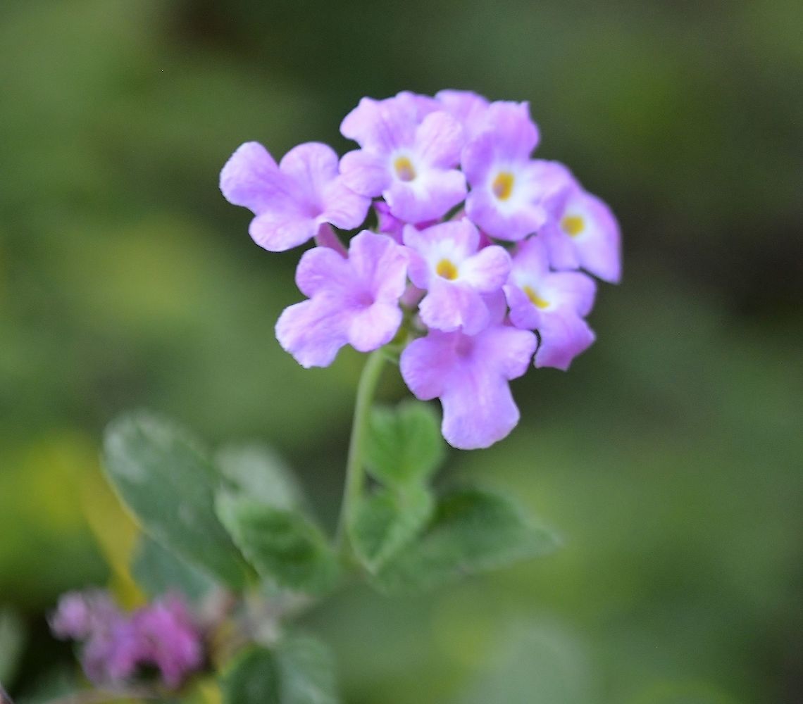 Purple Trailing Lantana I didn't realize this was a separate species. It's growing up through one of my rosebushes. Fall,Geotagged,Lantana montevidensis,United States