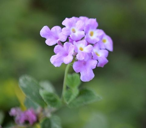 Purple Trailing Lantana I didn't realize this was a separate species. It's growing up through one of my rosebushes. Fall,Geotagged,Lantana montevidensis,United States