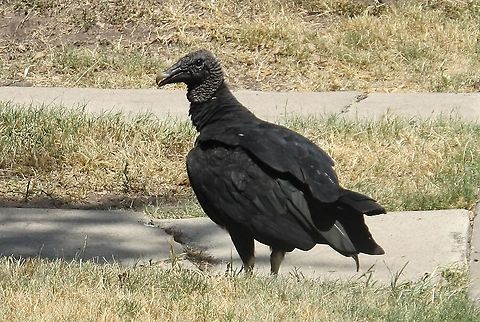 Black Vulture Coragyps atratus Vultures came to my street today to take care of the remains of a opossum. Strange to see them and be so near them. In total, there were about 10 that showed up for the feast.  The other species that was there was a red-headed turkey vulture. Black vulture,Coragyps atratus,Geotagged,Summer,United States