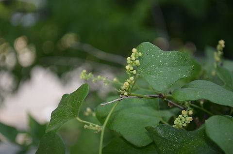 Cocculus carolinus Growing on my fence next to the passion flowers and the sorrel vine. Cocculus carolinus,Fall,Geotagged,United States