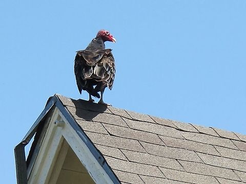 Turkey Vulture Cathartes aura Turkey Vulture after feasting on a opossum. Seems strange to see one on my neighbor's roof. Cathartes aura,Geotagged,Summer,Turkey vulture,United States