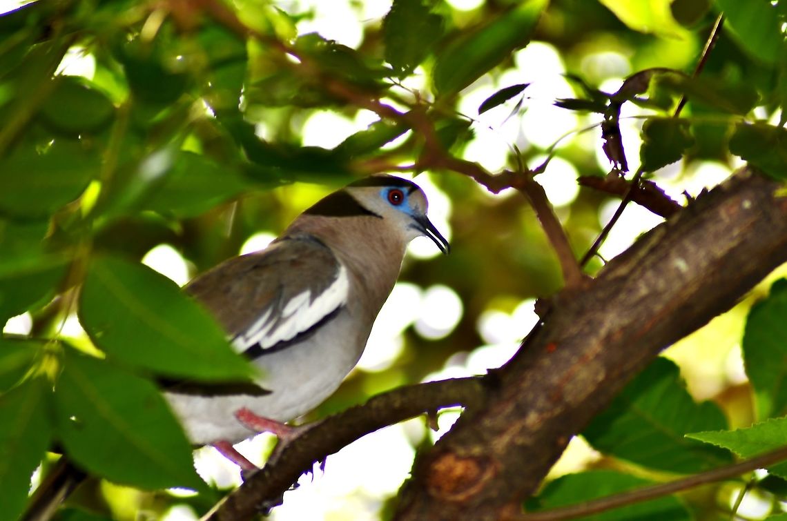 White-Winged Dove Hi, taken in my backyard in a pecan tree.  i think that black marks on the head are shadows.  Fall,Geotagged,United States,White-winged dove,Zenaida asiatica
