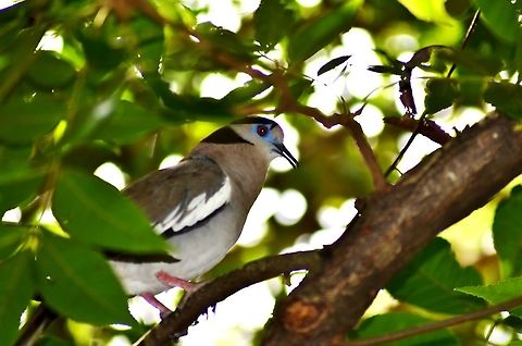 White-Winged Dove Hi, taken in my backyard in a pecan tree.  i think that black marks on the head are shadows.  Fall,Geotagged,United States,White-winged dove,Zenaida asiatica