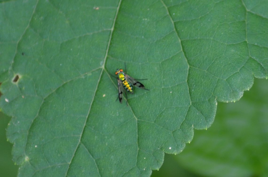 Longlegged Fly –Condylostylus sp This is a tiny fly, no more than 7mm. Interesting wings with the black lines. Condylostylus sipho,Condylostylus sp,Fall,Geotagged,United States