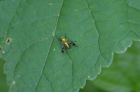 Longlegged Fly –Condylostylus sp This is a tiny fly, no more than 7mm. Interesting wings with the black lines. Condylostylus sipho,Condylostylus sp,Fall,Geotagged,United States