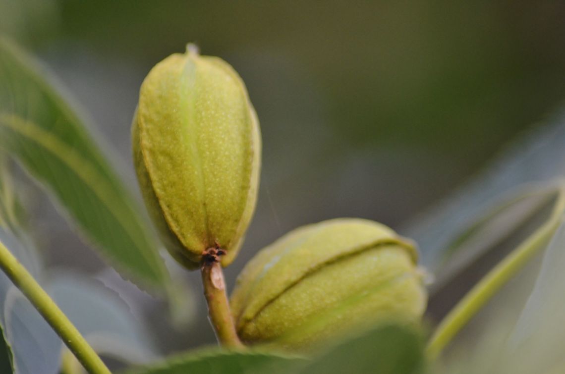 Carya illinoinensis - Pecan Fruit Love having a pecan tree to feed the creatures that wander into the backyard.  These are very green and will take a while to ripen. Carya illinoinensis,Fall,Geotagged,Pecan,United States