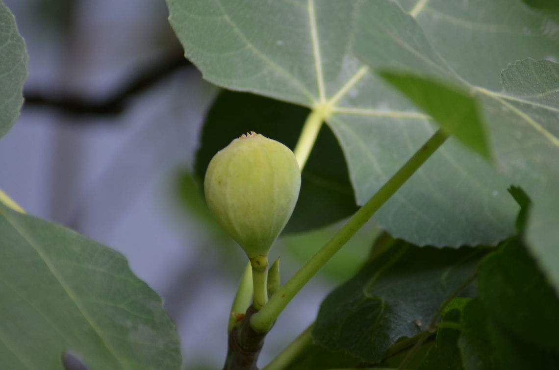 Fig - Ficus carica Lucky enough to have two fig trees in the yard, have grown to love eating them.  Waiting for this to ripen. Fall,Ficus carica,Ficus carica – Common fig,Geotagged,United States