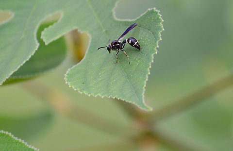 Potter Wasp - Eumenes fraternus Wasp on Paper Mulberry tree.  Eumenes fraternus,Fall,Geotagged,United States