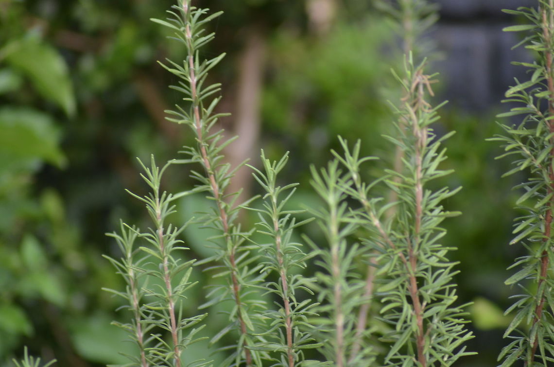 Rosemary Rosemary is a must-have in our herb garden, love to add to food and sometimes just smell it. Fall,Geotagged,Rosemary,Rosmarinus officinalis,Salvia rosmarinus,United States