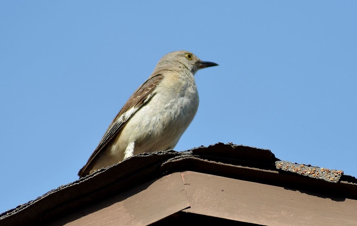 Mockingbird Mimus polyglottos The Mockingbird is the state bird of Texas. They are plentiful here in San Antonio, and they live up to their name! Many times I think I'm hearing the song of another bird until I spot the Mockingbird instead. Fall,Geotagged,Mimus polyglottos,Northern Mockingbird,United States