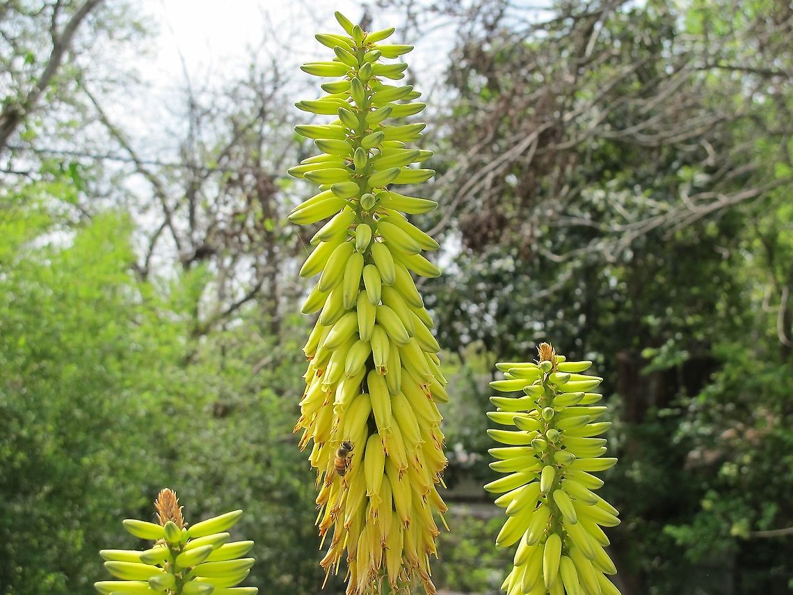 Aloe vera flowers I had been given this particular plant last summer and was so pleasantly surprised when it put out these shoots that became flowers, which is a big attraction for bees. <figure class="photo"><a href="https://www.jungledragon.com/image/99414/aloe_flower_buds.html" title="Aloe Flower Buds"><img src="https://s3.amazonaws.com/media.jungledragon.com/images/4330/99414_thumb.JPG?AWSAccessKeyId=05GMT0V3GWVNE7GGM1R2&Expires=1770854410&Signature=zfZYVCijDvs6FToXh1BT%2BUh62MU%3D" width="200" height="134" alt="Aloe Flower Buds I found the flower buds to be almost as attractive as the flowers when they open. Nature is amazing!<br />
https://www.jungledragon.com/image/98103/aloe_vera_flowers.html Aloe vera,Geotagged,Spring,United States" /></a></figure><br />
 Aloe vera,Geotagged,Spring,United States
