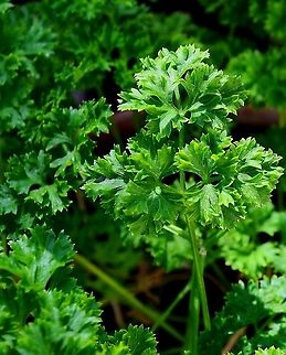 Curly Leaf Parsley Another garden favorite herb.  Geotagged,Parsley,Petroselinum crispum,United States,Winter