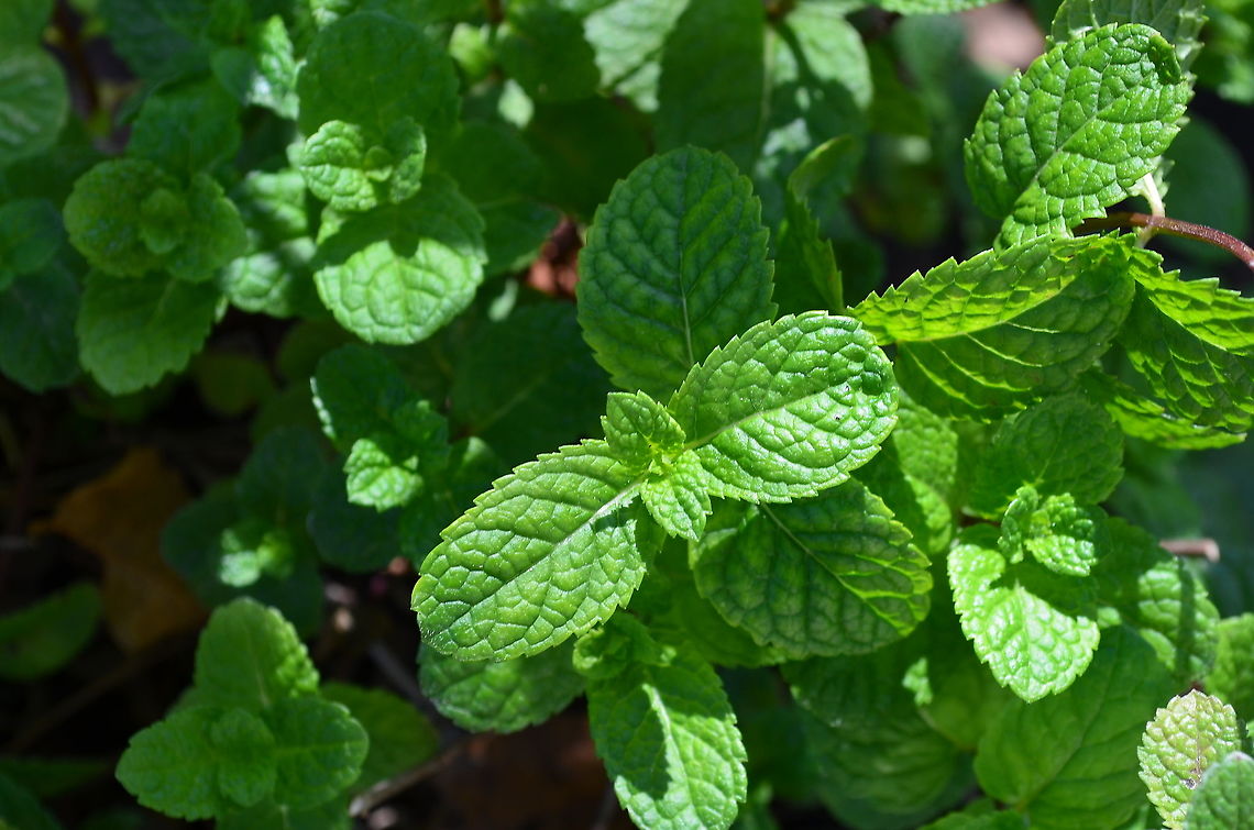 peppermint Plant Great for making peppermint tea. Geotagged,Mentha × piperita,Peppermint,United States,Winter