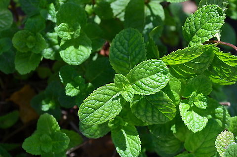 peppermint Plant Great for making peppermint tea. Geotagged,Mentha × piperita,Peppermint,United States,Winter