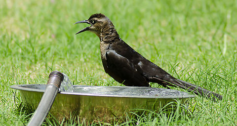Female Great Tailed Grackle Helping birds cool off on a hot day. This female grackle kept circling the bowl, not trusting to take a dive until I walked away. Fall,Geotagged,Great-tailed Grackle,Quiscalus mexicanus,United States