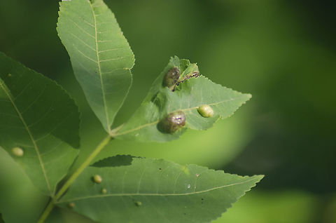 Pecan Tree Leaf Gall This is Leaf Gall on a Southern Pecan Tree. The insect is P. russellae Stoetzel. See reference below:
http://entoweb.okstate.edu/ddd/insects/phylloxera.htm Fall,Geotagged,Phylloxera russellae,United States
