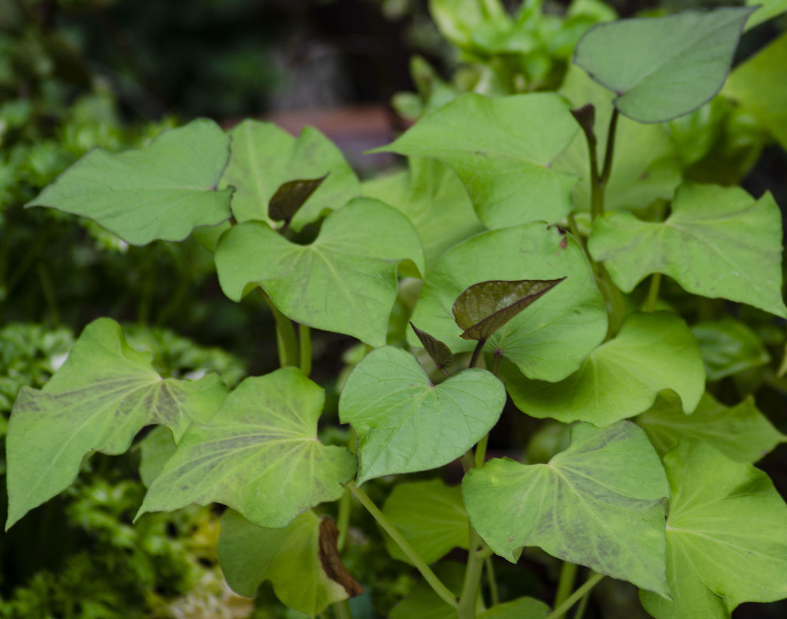 Ipomoea batatas Sweet Potato Plants With this pandemic going on, we have decided to grow some of our own food. Love sweet potatoes. Fall,Geotagged,Ipomoea batatas,Sweet potato,United States