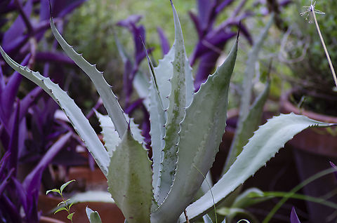 Agave Americana Very rigid shoots with sharp spines.  Agave americana,Century plant or maguey,Fall,Geotagged,United States