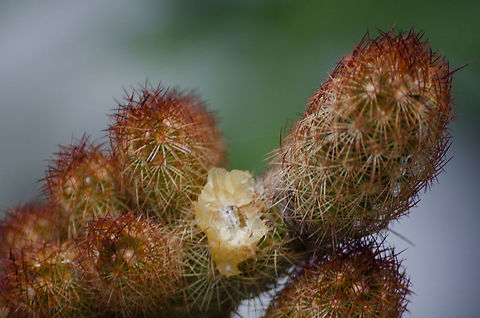 Mammillaria elongata - kopper king Been growing in my backyard without any help from me. Fall,Geotagged,Mammillaria elongata,United States
