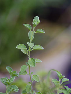 Oregano - Origanum vulgare subsp. hirtum I'm not 100% of this species of oregano, however if you can't tell by photo, the leaves have slightly hairy texture.  Fall,Geotagged,Oregano,Origanum vulgare,United States