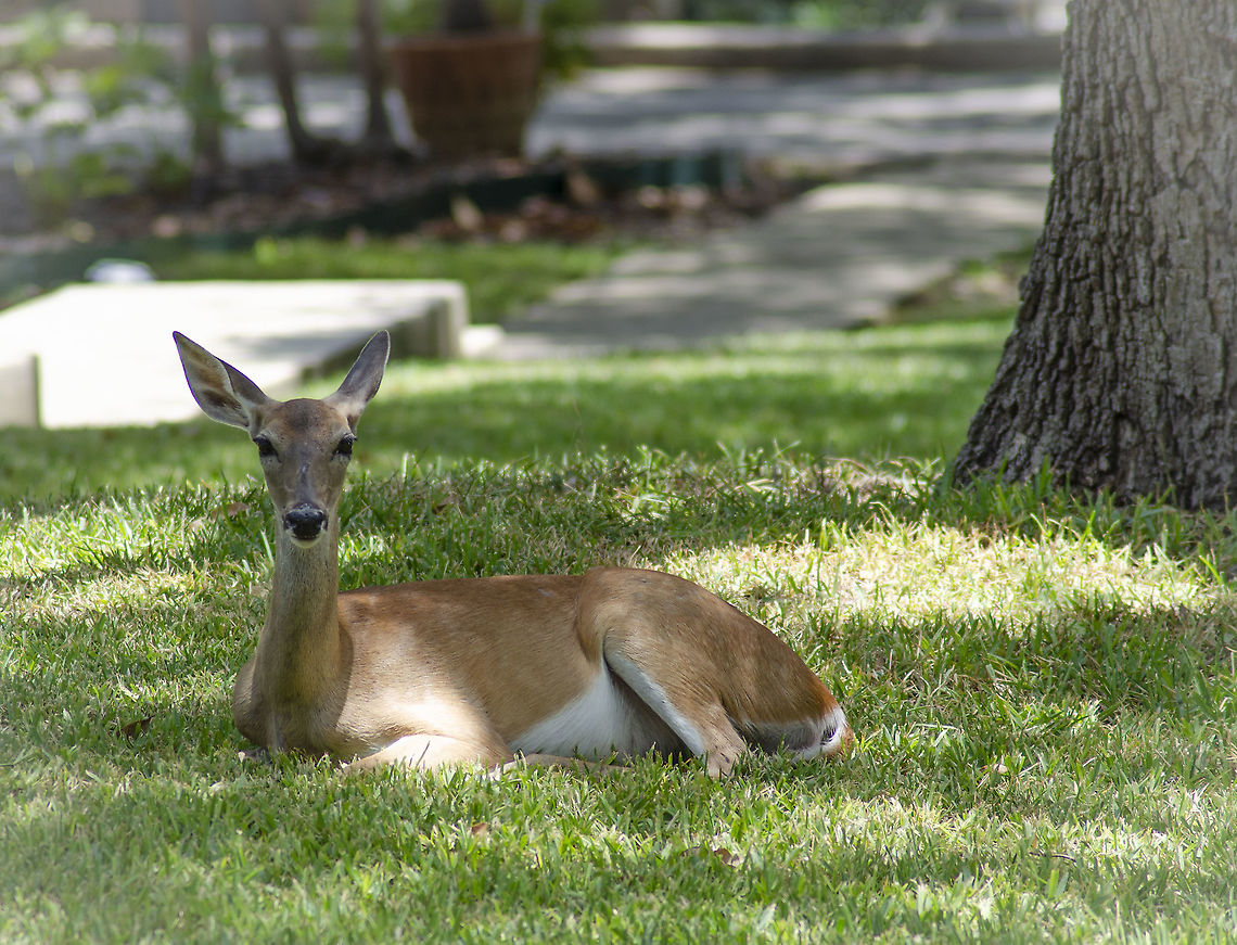 Odocoileus virginianus texana A friend lives in a neighborhood with free roaming deer.  This lovely thing was in her front yard.  <figure class="photo"><a href="https://www.jungledragon.com/image/98449/odocoileus_virginianus_texana.html" title="Odocoileus virginianus texana"><img src="https://s3.amazonaws.com/media.jungledragon.com/images/4330/98449_thumb.JPG?AWSAccessKeyId=05GMT0V3GWVNE7GGM1R2&Expires=1763596810&Signature=QJF7ZSotEXpdbOsu1xu2sbvH5ZU%3D" width="200" height="126" alt="Odocoileus virginianus texana Pair of young stags see https://www.jungledragon.com/image/98448/odocoileus_virginianus_texana_httpswww.jungledragon.comimage98449.html<br />
 Fall,Geotagged,Odocoileus virginianus,United States,White-tailed deer" /></a></figure> Fall,Geotagged,Odocoileus virginianus,United States,White-tailed deer