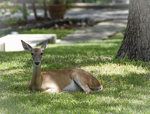 Odocoileus virginianus texana A friend lives in a neighborhood with free roaming deer.  This lovely thing was in her front yard.  https://www.jungledragon.com/image/98449/odocoileus_virginianus_texana.html Fall,Geotagged,Odocoileus virginianus,United States,White-tailed deer