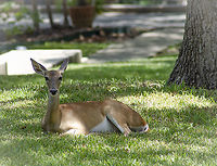 Odocoileus virginianus texana A friend lives in a neighborhood with free roaming deer.  This lovely thing was in her front yard.  https://www.jungledragon.com/image/98449/odocoileus_virginianus_texana.html Fall,Geotagged,Odocoileus virginianus,United States,White-tailed deer