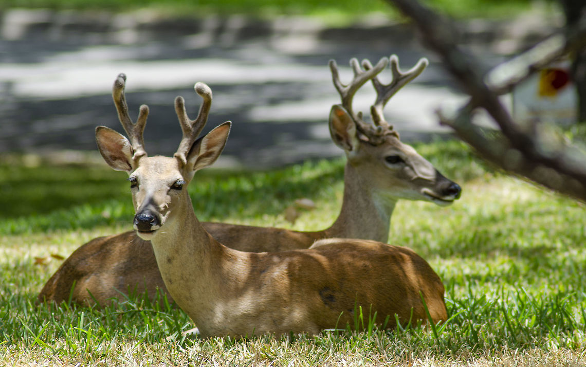 Odocoileus virginianus texana Pair of young stags see <figure class="photo"><a href="https://www.jungledragon.com/image/98448/odocoileus_virginianus_texana.html" title="Odocoileus virginianus texana"><img src="https://s3.amazonaws.com/media.jungledragon.com/images/4330/98448_thumb.JPG?AWSAccessKeyId=05GMT0V3GWVNE7GGM1R2&Expires=1770854410&Signature=fEFgZBsa4sm0dXTt8ZPo%2BjVEzn0%3D" width="200" height="154" alt="Odocoileus virginianus texana A friend lives in a neighborhood with free roaming deer.  This lovely thing was in her front yard.  https://www.jungledragon.com/image/98449/odocoileus_virginianus_texana.html Fall,Geotagged,Odocoileus virginianus,United States,White-tailed deer" /></a></figure><br />
 Fall,Geotagged,Odocoileus virginianus,United States,White-tailed deer