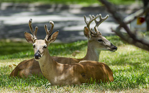 Odocoileus virginianus texana Pair of young stags see https://www.jungledragon.com/image/98448/odocoileus_virginianus_texana_httpswww.jungledragon.comimage98449.html
 Fall,Geotagged,Odocoileus virginianus,United States,White-tailed deer