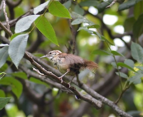 Carolina Wren - feathers are red I'm not sure this is a Bewick's Wren, the coloring is more reddish than gray.  It is a young bird though, which may make a difference? I had not seen this type of bird in my yard before. It's blurry because it was shaking rain off of its feathers after a light rain.  It was hopping from branch to branch, and at one point fell off and landed on a tall tree 
stump, then slid down to the ground.  Fortunately it got up again and flew away, repeating the shaking and jumping.
https://www.jungledragon.com/image/98656/carolina_wren.html
 Bewicks wren,Carolina Wren,Geotagged,Summer,Thryomanes bewickii,Thryothorus ludovicianus,United States