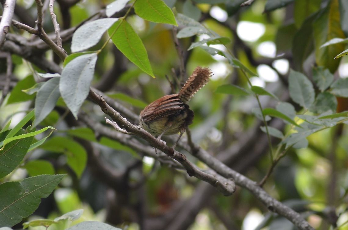Carolina Wren See other photo of sideview<br />
<figure class="photo"><a href="https://www.jungledragon.com/image/98655/carolina_wren_-_feathers_are_red.html" title="Carolina Wren - feathers are red"><img src="https://s3.amazonaws.com/media.jungledragon.com/images/4330/98655_thumb.JPG?AWSAccessKeyId=05GMT0V3GWVNE7GGM1R2&Expires=1759968010&Signature=uX3eMXGt81CpIzVhnFG3c9Pw%2BkY%3D" width="200" height="166" alt="Carolina Wren - feathers are red I&#039;m not sure this is a Bewick&#039;s Wren, the coloring is more reddish than gray.  It is a young bird though, which may make a difference? I had not seen this type of bird in my yard before. It&#039;s blurry because it was shaking rain off of its feathers after a light rain.  It was hopping from branch to branch, and at one point fell off and landed on a tall tree <br />
stump, then slid down to the ground.  Fortunately it got up again and flew away, repeating the shaking and jumping.<br />
https://www.jungledragon.com/image/98656/carolina_wren.html<br />
 Bewicks wren,Carolina Wren,Geotagged,Summer,Thryomanes bewickii,Thryothorus ludovicianus,United States" /></a></figure> Carolina Wren,Geotagged,Summer,Thryothorus ludovicianus,United States
