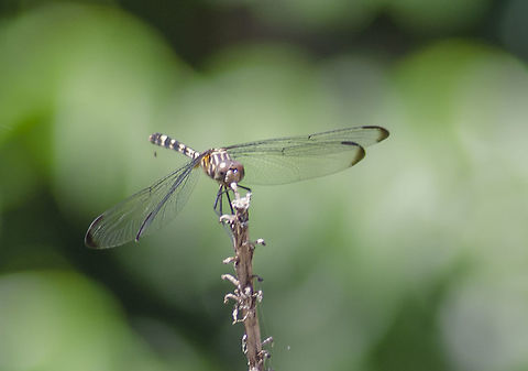 Libellula vibrans Dragonfly with yellow and black stripes on tail and brown bands on thorax. Dark Markings at the wing tips. Fall,Geotagged,Great blue skimmer,Libellula vibrans,United States