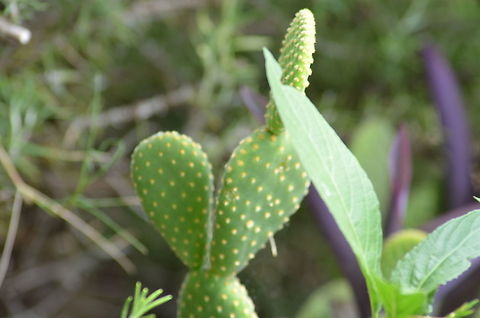 Opuntia microdasys This is in my neighbor's garden. It's affectionately called "Bunny-ear" Cactus.  Fall,Geotagged,Opuntia microdasys,United States,opuntia microdasys