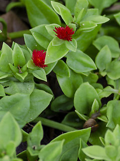 Aptenia cordifolia Another plant in my neighbor's yard. I was not able to get good focus on the flower. Notice the blurry snail in the foreground. Aptenia cordifolia,Baby sun rose,Fall,Geotagged,United States