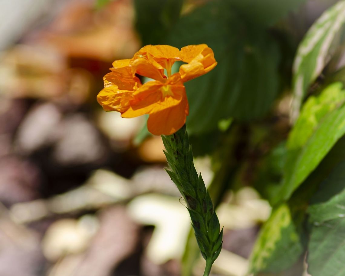 Crossandra infundibuliformis Another unusual flower in my neighbor's garden. I cannot find its species. I've not noticed a stem like this before. Crossandra infundibuliformis,Fall,Geotagged,United States