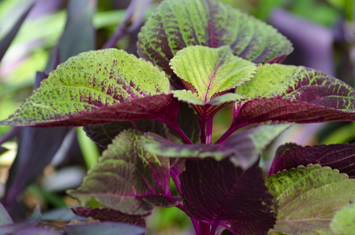 Coleus I could not find the variety with this beautiful red and green mix and leaf patterns. Beautiful plant. Fall,Geotagged,United States