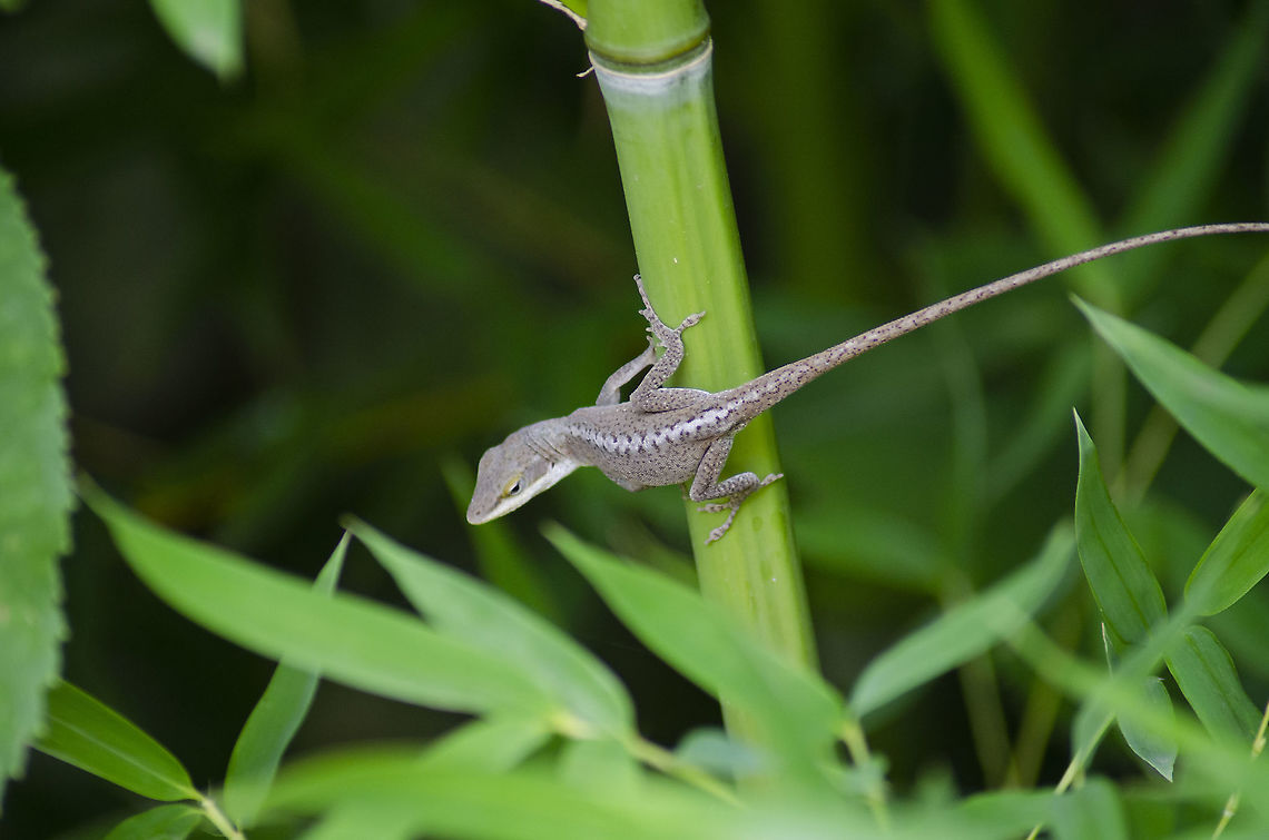 Brown Anole Lizard Living in my backyard here in San Antonio, Texas USA. It was about ready to jump onto another bamboo reed. <br />
<br />
<figure class="photo"><a href="https://www.jungledragon.com/image/98877/brown_anole_lizard.html" title="Brown Anole Lizard"><img src="https://s3.amazonaws.com/media.jungledragon.com/images/4330/98877_thumb.JPG?AWSAccessKeyId=05GMT0V3GWVNE7GGM1R2&Expires=1770854410&Signature=zPsqEuBEMKCm9kctG%2FZfm1hRFEI%3D" width="90" height="152" alt="Brown Anole Lizard https://www.jungledragon.com/image/98875/unknown_speckled_lizard.html<br />
 Anolis sagrei,Brown anole,Fall,Geotagged,United States" /></a></figure> Anolis sagrei,Brown anole,Fall,Geotagged,United States