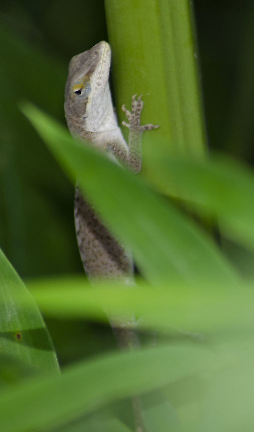 Brown Anole Lizard <figure class="photo"><a href="https://www.jungledragon.com/image/98875/brown_anole_lizard.html" title="Brown Anole Lizard"><img src="https://s3.amazonaws.com/media.jungledragon.com/images/4330/98875_thumb.JPG?AWSAccessKeyId=05GMT0V3GWVNE7GGM1R2&Expires=1767225610&Signature=F17KE5wQwzIDSe1c%2BMAlIdCOGxY%3D" width="200" height="134" alt="Brown Anole Lizard Living in my backyard here in San Antonio, Texas USA. It was about ready to jump onto another bamboo reed. <br />
<br />
https://www.jungledragon.com/image/98877/brown_anole_lizard.html Anolis sagrei,Brown anole,Fall,Geotagged,United States" /></a></figure><br />
 Anolis sagrei,Brown anole,Fall,Geotagged,United States