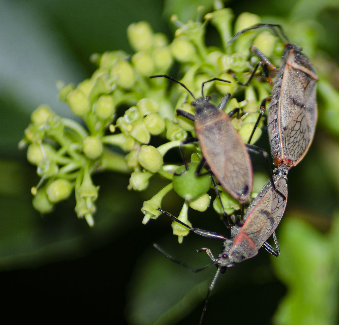 Largus Maculatus mating Came across this on the sorrel vine. It looked like a &quot;bug&quot; train. The larger one is pulling the smaller one along and keeps walking.<br />
<br />
<figure class="photo"><a href="https://www.jungledragon.com/image/97299/largus_maculatus_nymph.html" title="Largus maculatus nymph"><img src="https://s3.amazonaws.com/media.jungledragon.com/images/4330/97299_thumb.JPG?AWSAccessKeyId=05GMT0V3GWVNE7GGM1R2&Expires=1767225610&Signature=IDa%2B05zxzFXMc7OeYaSbo7DLpFI%3D" width="200" height="166" alt="Largus maculatus nymph Found on flowering plants in San Antonio, Texas, U.S.A.<br />
<br />
https://www.jungledragon.com/image/98889/largus_maculatus_mating.html<br />
 Geotagged,Largidae,Largus maculatus,Largus maculatus nymph,Summer,United States" /></a></figure><br />
 Fall,Geotagged,Largus maculatus,United States