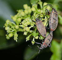Largus Maculatus mating Came across this on the sorrel vine. It looked like a "bug" train. The larger one is pulling the smaller one along and keeps walking.<br />
<br />
https://www.jungledragon.com/image/97299/largus_maculatus_nymph.html<br />
 Fall,Geotagged,Largus maculatus,United States