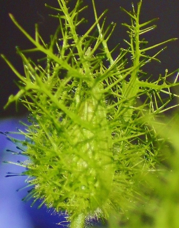 Passiflora edulis Passion flowers close themselves up at night with this netting. You can see though that insects also benefit from the fencing. If you look closely, there are several insects on here.<br />
<figure class="photo"><a href="https://www.jungledragon.com/image/97952/passion_flower_fruit_-_passiflora_edulis.html" title="Passion Flower Fruit - Passiflora edulis"><img src="https://s3.amazonaws.com/media.jungledragon.com/images/4330/97952_thumb.JPG?AWSAccessKeyId=05GMT0V3GWVNE7GGM1R2&Expires=1767225610&Signature=sQxIUbPoEE5FgrMJzof1I97Hnfk%3D" width="200" height="134" alt="Passion Flower Fruit - Passiflora edulis We love having this vine. It attracts of a lot of bees, bugs and insects. We eat the tiny seeds inside, it goes well with salads. We are only 3 hours away from Mexico, I think we benefit a lot of varieties that make it here.<br />
https://www.jungledragon.com/image/98896/passiflora_edulis.html<br />
 Fall,Geotagged,Passiflora edulis,Passion fruit,United States" /></a></figure><br />
 Fall,Geotagged,Passiflora edulis,United States,pasiflora edulis