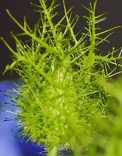 Passiflora edulis Passion flowers close themselves up at night with this netting. You can see though that insects also benefit from the fencing. If you look closely, there are several insects on here.
https://www.jungledragon.com/image/97952/passion_flower_fruit_-_passiflora_edulis.html
 Fall,Geotagged,Passiflora edulis,United States,pasiflora edulis
