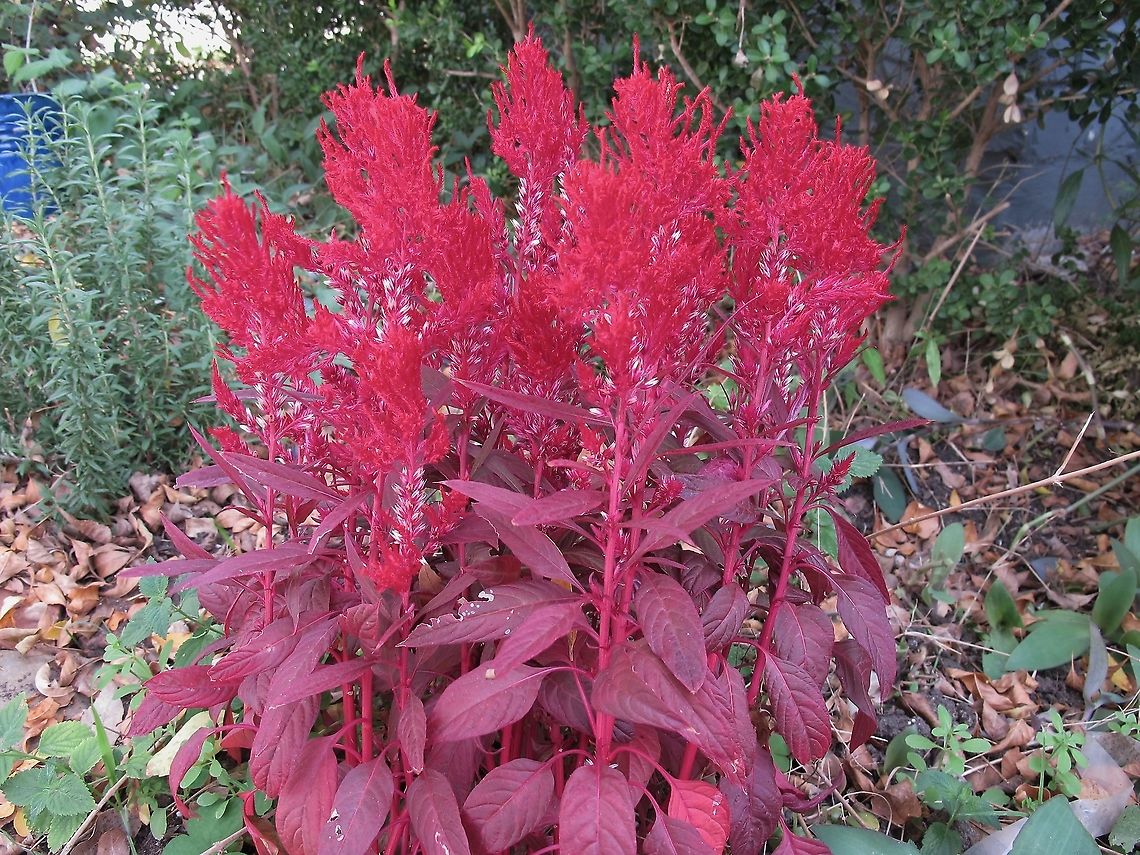 Blood Amaranth Found at a friend&#039;s garden. Amaranthus cruentus,Blood amaranth,Geotagged,United States,Winter