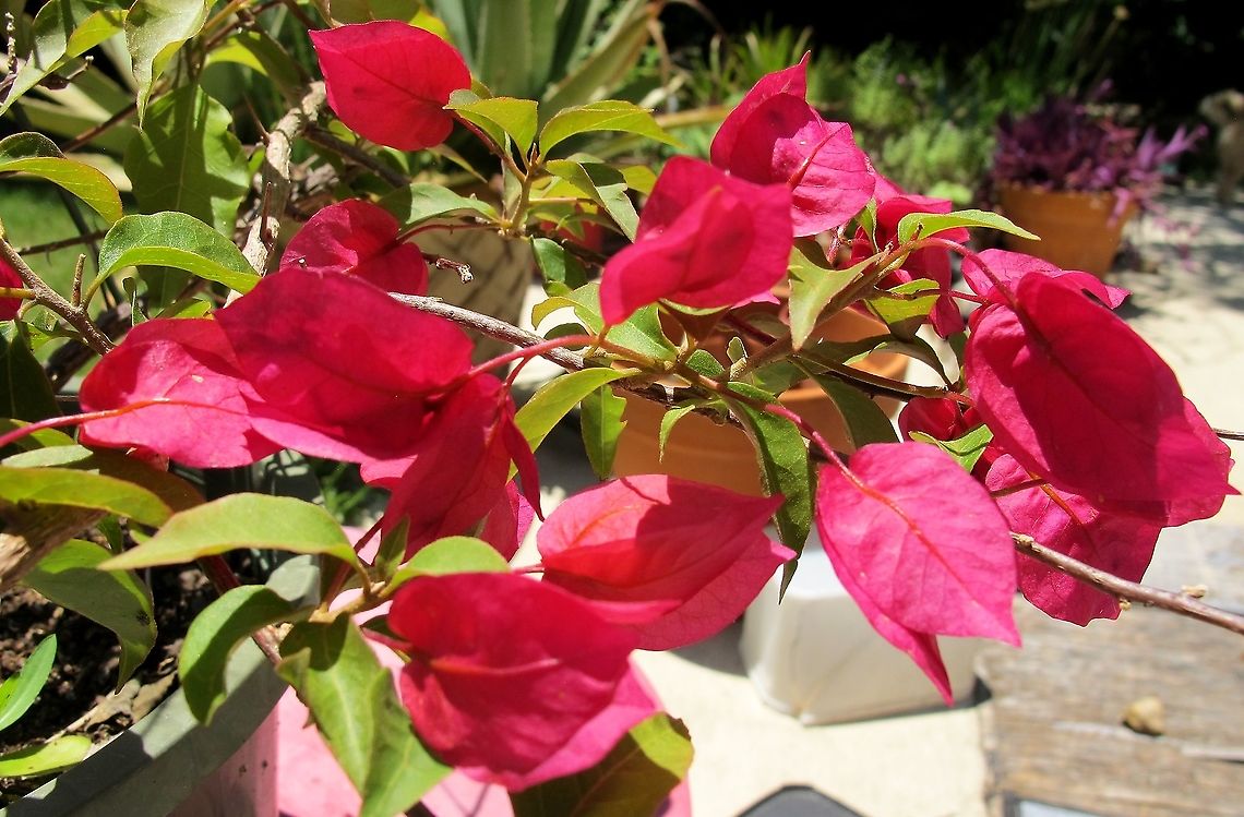 Bougainvillea Flowering plant that is very popular in San Antonio, Texas, USA Bougainvillea spectabilis,Geotagged,Summer,United States