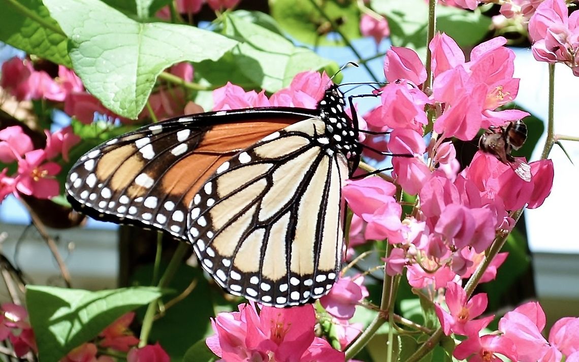 Monarch Butterfly Concern about this species. We had 50% less come through San Antonio this past year.  They used to be so thick you could stand in the street and see and feel them passing by. I missed that this year. Danaus plexippus,Geotagged,Monarch butterfly,United States,Winter