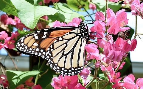 Monarch Butterfly Concern about this species. We had 50% less come through San Antonio this past year.  They used to be so thick you could stand in the street and see and feel them passing by. I missed that this year. Danaus plexippus,Geotagged,Monarch butterfly,United States,Winter